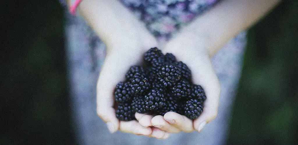 Hands holding a small pile of blackberries.